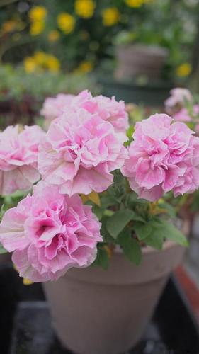 重瓣矮牵牛,美若牡丹的草花,种植容易,花期超长,适合阳台盆栽