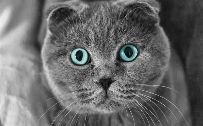 可爱的喵星人灰色苏格兰折耳猫电脑桌面壁纸下载