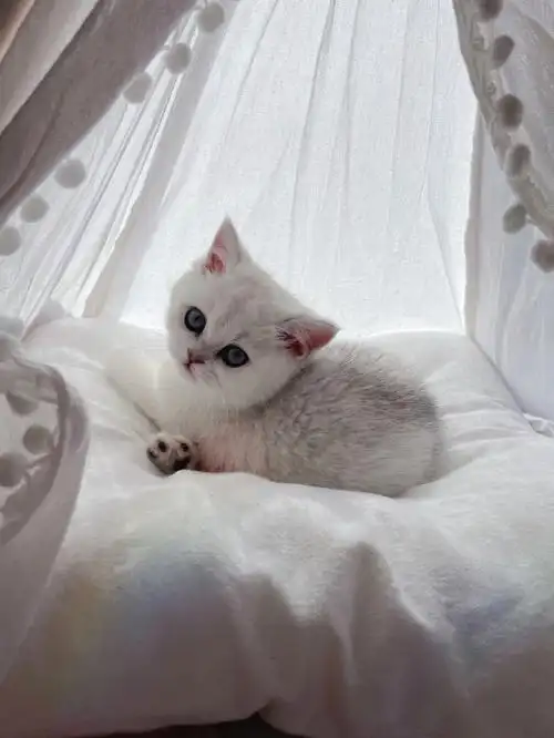 新手养猫首选英短银渐层