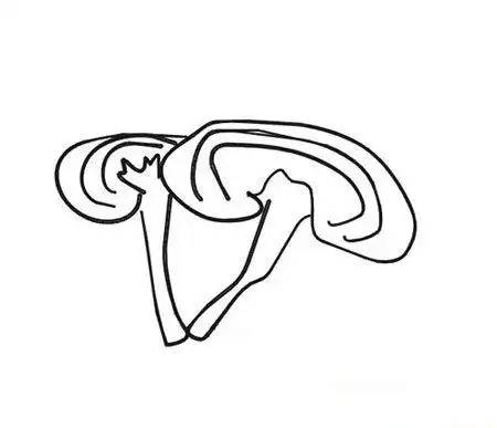 灵芝花简笔画矢量图 简笔画图片大全-蒲城教育文学网