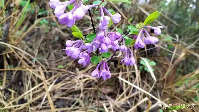 每年的春天野外都会有这种紫色的野花,据传说这种花的果实是有毒的