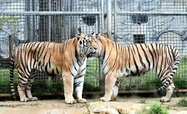 老虎撅屁股向游客呲尿园方回应,笑死在网友评论区里|江南|公园|野生