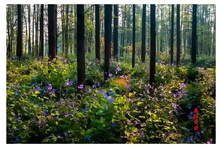 春天的晨光～森林公园