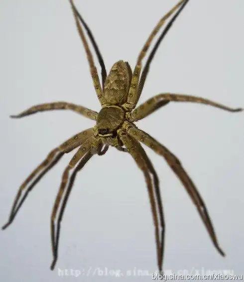 这是什么蜘蛛,在家里找到的
