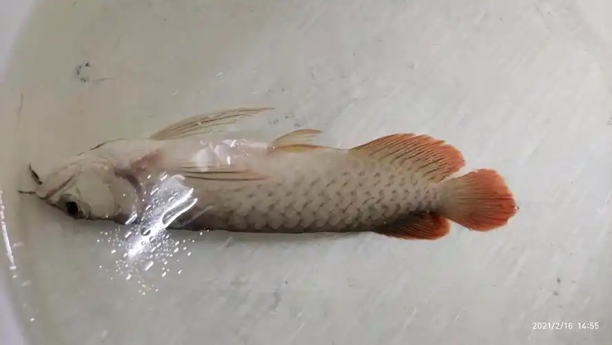 这是号半半号么