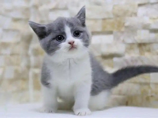 热销英短活体 折耳猫