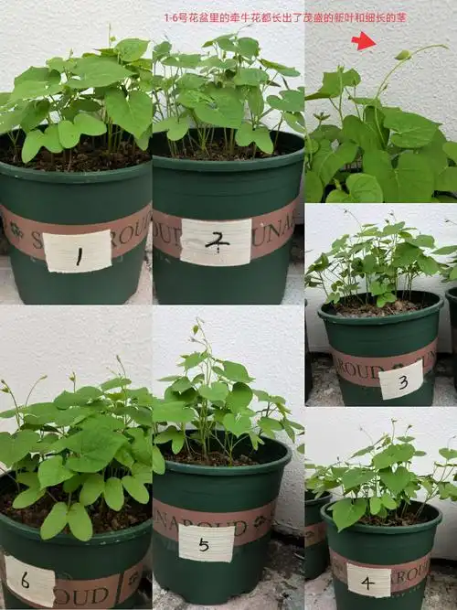 牵牛花的成长和变身