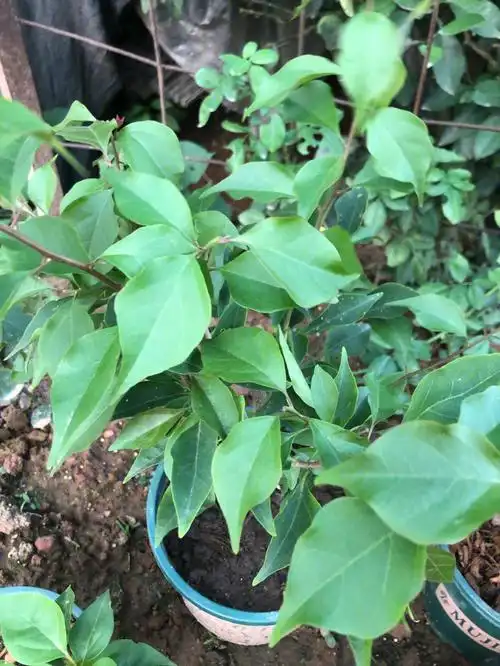 有大神能通过叶子辨别三角梅的品种吗