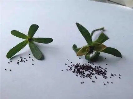 买回来的矮牵牛的种子要怎么种