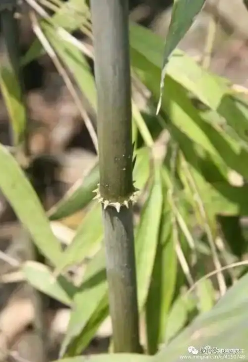 黎明仙人刺竹笋,普洱乡村的味道