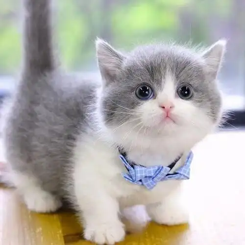 南通蓝白猫咪活幼体纯种英国短毛幼猫活物矮脚小型可爱宠物猫幼崽