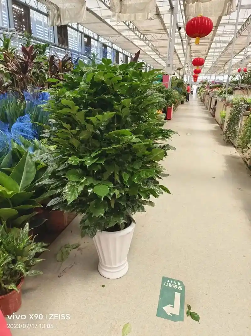 北京绿萝送货,北京绿植送货,发财树送货.北京绿植批发配送请拨 - 抖音