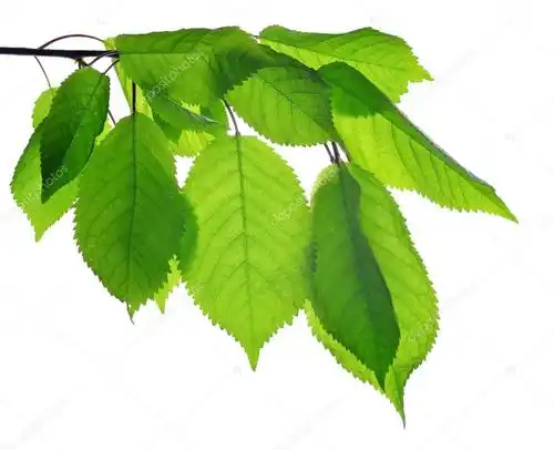 樱桃叶子(樱桃叶子干枯是什么原因)