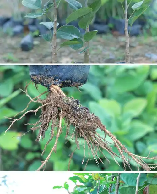 正宗檀香紫檀苗树苗老桩印度小叶紫檀盆景盆栽珍稀名贵红木苗正宗印度