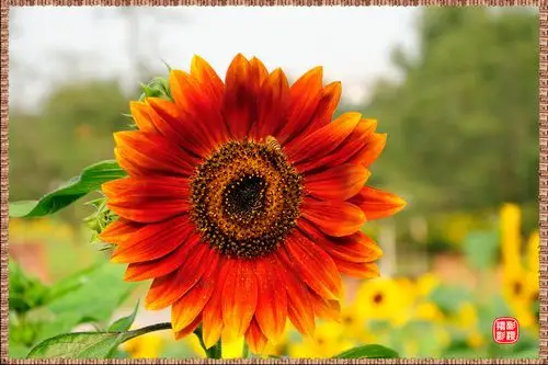 艳阳高照葵花盛开