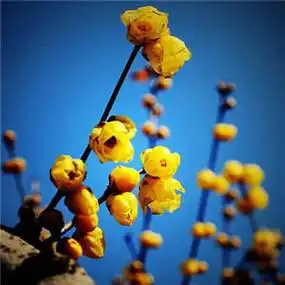 适合50岁女人微信头像