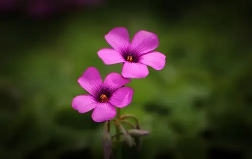 【首发】红花酢浆草