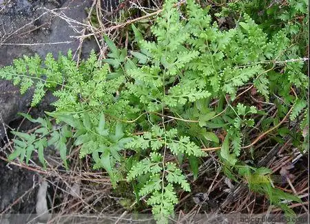肾结石简易药方,立竿见影 - 积福积德之举 - 汶水澄清 - 中医中药