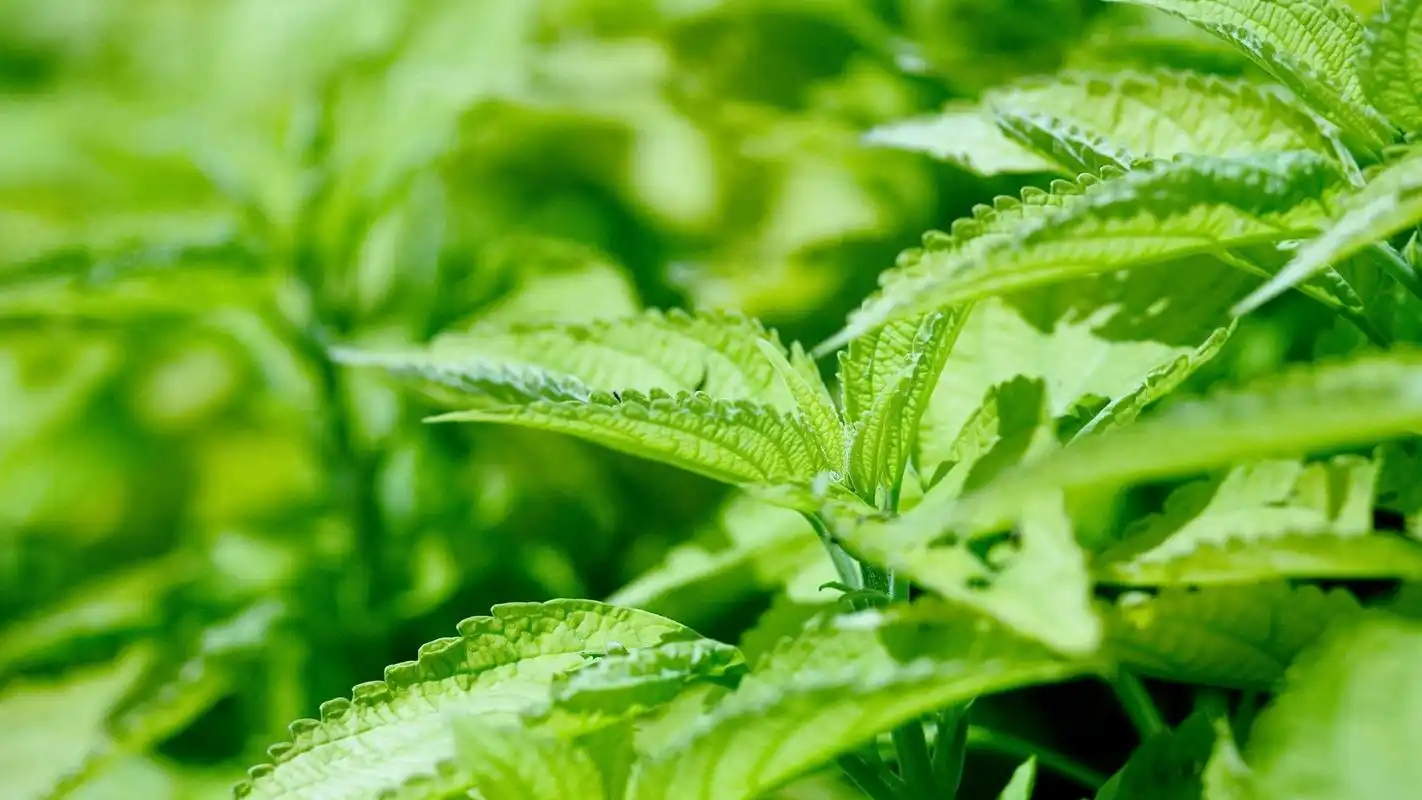 清新养眼植物高清桌面壁纸