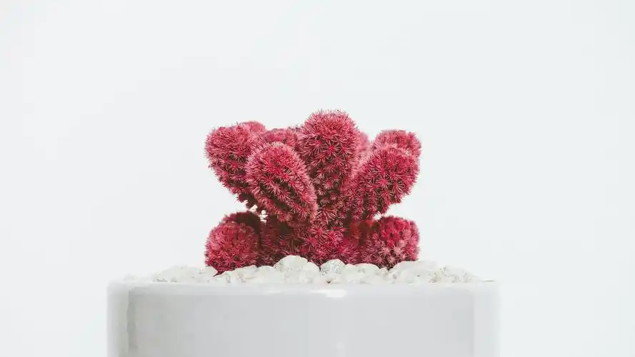 简约淡雅壁纸【35】(小清新静态壁纸) - 静态壁纸下载 - 元气壁纸