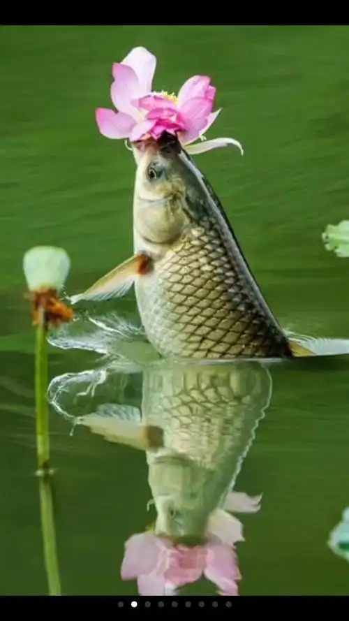 鲤鱼戏荷花 - 美篇