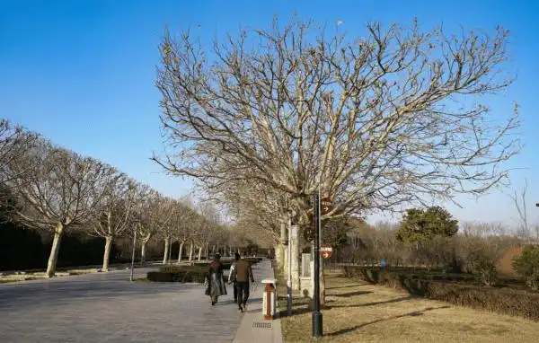 郑州植物园法桐"方寸"发型过冬