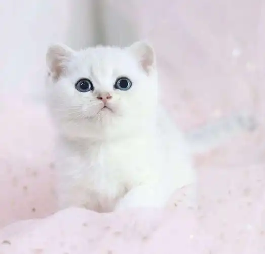 宠爱天下乳白白银渐层蓝白美英英国短毛猫咪猫咪