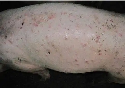 案例分享你绝对想不到的猪皮炎