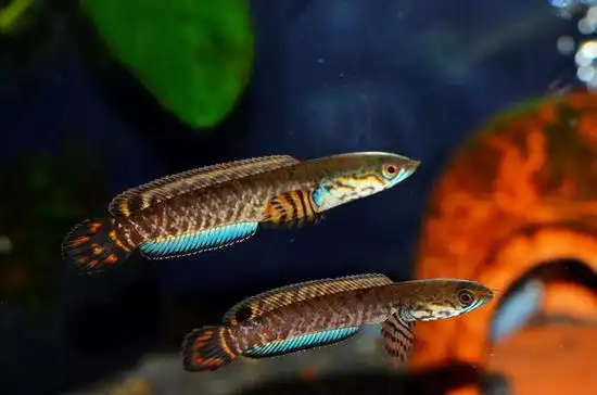 杭州赠送七彩雷龙鱼一条已经送出了