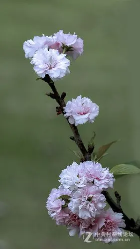 多瓣樱花