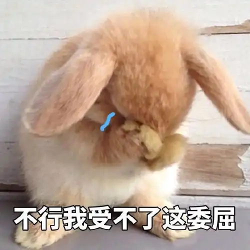 不行我受不了这委屈兔子委屈受不了兔子不行表情