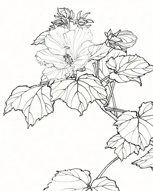 木芙蓉花白描画法