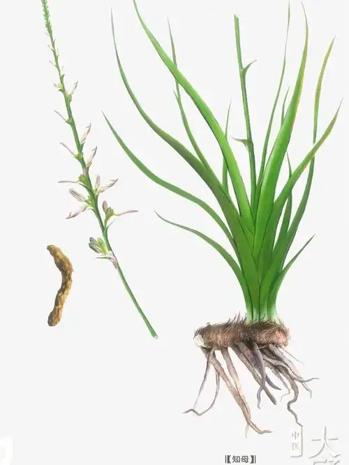 知母