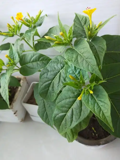 前一段时间因为忙,忘记及时给夜开花浇水,上