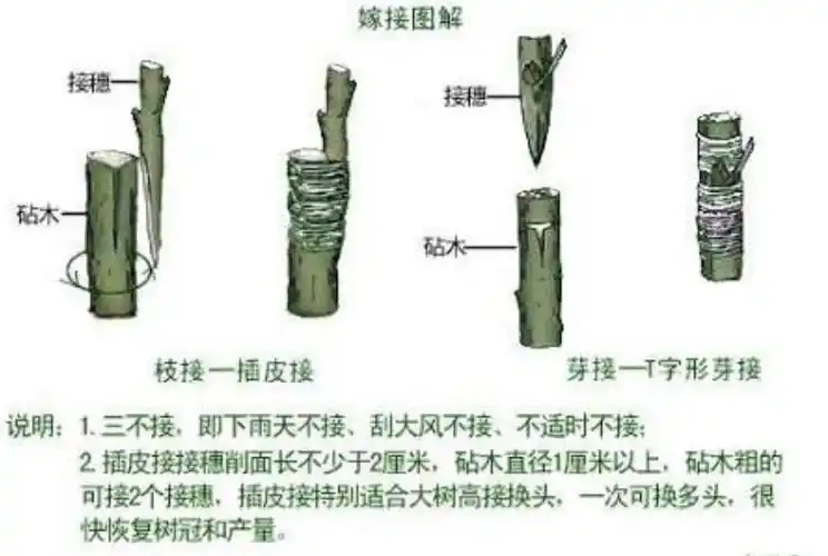 漆智平~果树和木本花卉嫁接方法