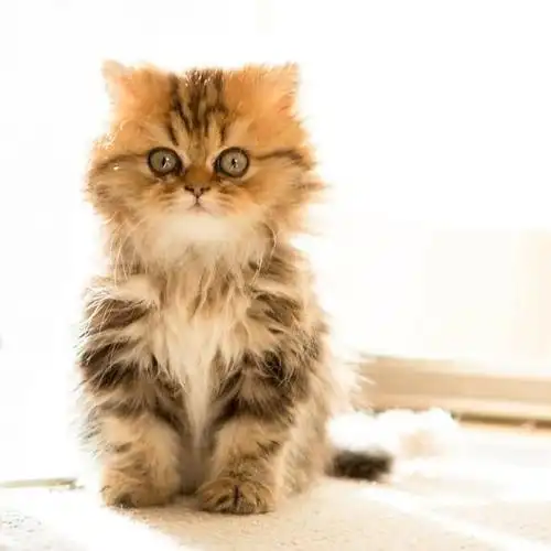 喵星人的深情凝视