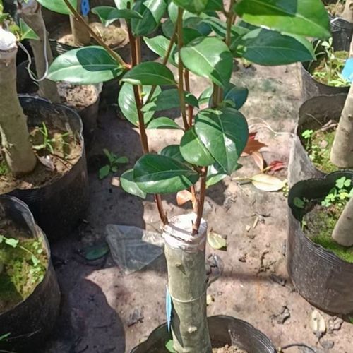 【迪克】【斑迪克】茶花品种多色耐冬嫁接