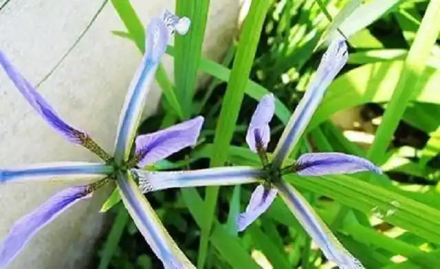 此草叫"蛇不见",是1草药,乡下常有可惜人们却不常用,很可惜