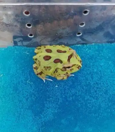 出售进口薄荷绿角蛙