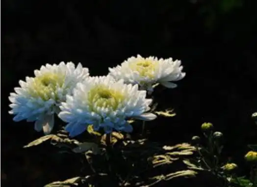 6,处女座的死亡之花:白菊