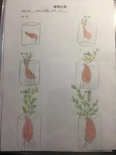 我栽培的红薯是一盆很漂亮的盆栽!