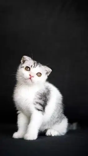 美短折耳开脸好自家养不是猫舍