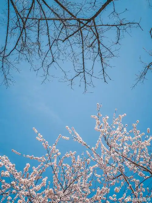 #春游季##城市巡游记##记录旅行#