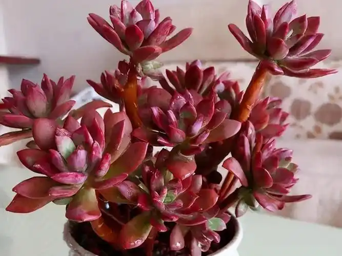 夏天养盆红稚莲安全度夏四季红艳艳养成群生小老桩