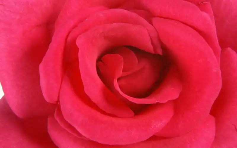 红色玫瑰代表热情,热恋,我爱你蓝色代表不可能实现的事情黄色代表为爱