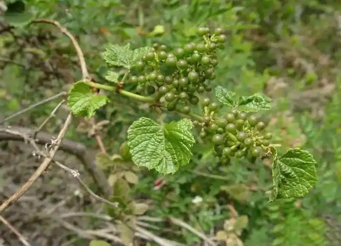 山里一种"葡萄",见到可别错过,现在很稀罕,用来煮粥很好吃_腾讯新闻
