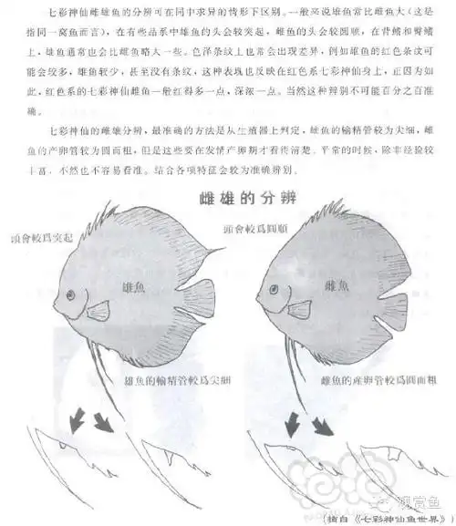 【神仙鱼】分享一篇七彩如何分辨雌雄