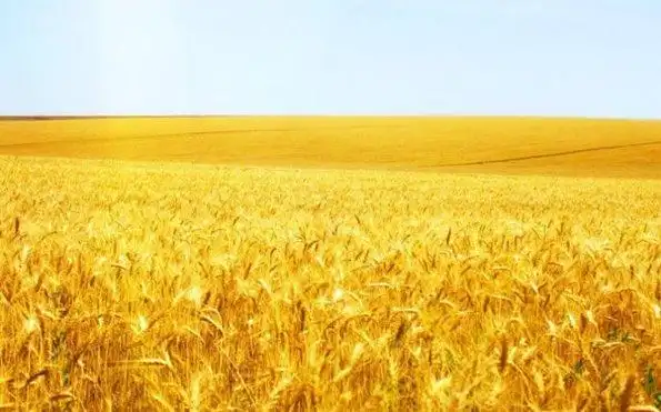 金色的麦浪 - 人民美术网 - 艺术门户网站