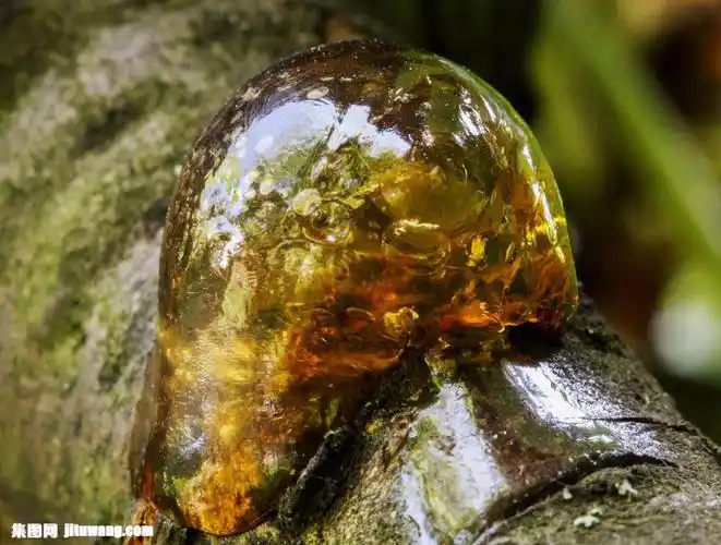 木杆上的树油图片