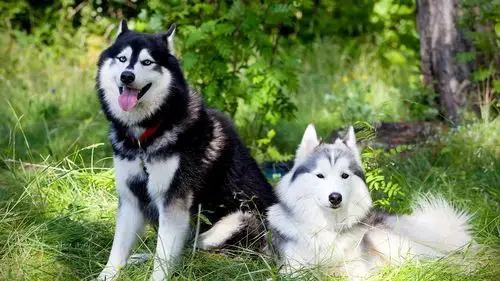 可爱超萌狗狗高清电脑桌面壁纸下载高清大图预览1920x1080_动物壁纸